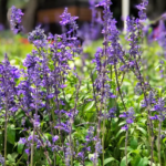 港版富良野 大埔海濱公園