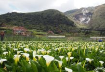 2026竹子湖海芋季登場 「花田樂章」11個地景線上看!